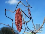 CORYLUS avellana 'Contorta' 'Red Majestic'
