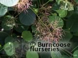 COTINUS coggygria  