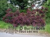 COTINUS 'Grace'  