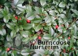 COTONEASTER dammeri  