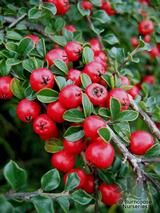 COTONEASTER horizontalis COTONEASTER horizontalis