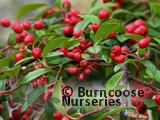 COTONEASTER Hybridus Pendulus  