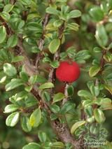 COTONEASTER microphyllus  
