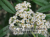 COTONEASTER 'Rothschildianus' COTONEASTER 'Rothschildianus'