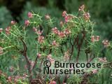CRASSULA sarcocaulis  