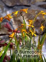 CROCOSMIA 'George Davidson' CROCOSMIA 'George Davidson'
