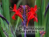 CROCOSMIA 'Lucifer'  