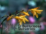 CROCOSMIA 'Solfatare' CROCOSMIA 'Solfatare'