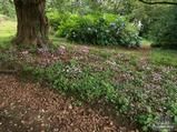 CYCLAMEN hederifolium CYCLAMEN hederifolium