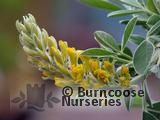 CYTISUS battandieri CYTISUS battandieri
