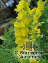 GENISTA fragrans  