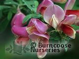 CYTISUS scoparius 'Burkwoodii' 