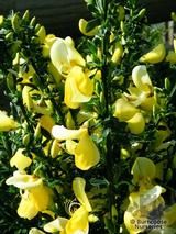 CYTISUS scoparius 'Golden Cascade' 