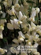 CYTISUS x praecox CYTISUS x praecox