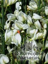 CYTISUS x praecox 'Albus' 