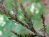 DACRYCARPUS dacrydioides DACRYCARPUS dacrydioides