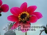 DAHLIA 'Roxy' DAHLIA 'Roxy'