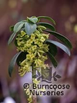 DAPHNE laureola subsp. philippi 