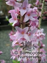 DAPHNE mezereum 'Rubra' 