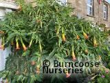 DATURA DATURA