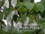DAVIDIA involucrata var. vilmoriniana 