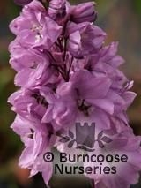 DELPHINIUM 'Astolat' DELPHINIUM 'Astolat'
