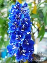 DELPHINIUM DELPHINIUM