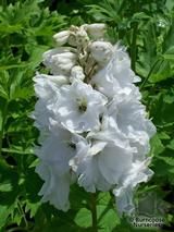 DELPHINIUM 'Galahad'  