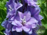 DELPHINIUM 'Guinevere'  