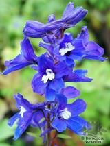 DELPHINIUM 'King Arthur'  