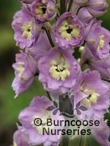 DELPHINIUM 'Pink River' DELPHINIUM 'Pink River'
