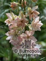 DELPHINIUM 'Princess Caroline'  