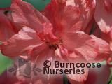 DELPHINIUM 'Red Caroline' DELPHINIUM 'Red Caroline'