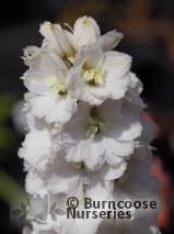 DELPHINIUM 'White River' DELPHINIUM 'White River'