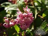 DEUTZIA 'Strawberry Fields' DEUTZIA 'Strawberry Fields'