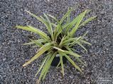 DIANELLA nigra 'Margaret Pring' 