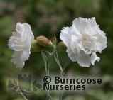 DIANTHUS 'Haytor'  
