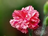 DIANTHUS 'Claret Joy' DIANTHUS 'Claret Joy'