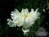 DIANTHUS 'Mrs Sinkins'  
