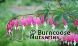 DICENTRA spectabilis DICENTRA spectabilis