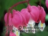 DICENTRA   