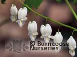 DICENTRA spectabilis 'Alba' 