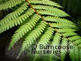 DICKSONIA DICKSONIA