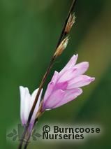 DIERAMA erectum DIERAMA erectum
