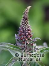 DIGITALIS parviflora 'Milk Chocolate' DIGITALIS parviflora 'Milk Chocolate'