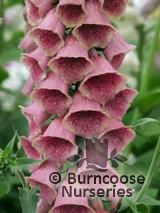 DIGITALIS x mertonensis DIGITALIS x mertonensis