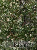 DRIMYS winteri var latifolia DRIMYS winteri var latifolia