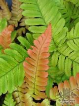 HARDY FERNS Dryopteris erythrosora 