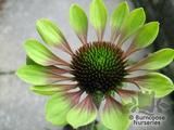 ECHINACEA purpurea 'Green Envy' 