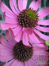 ECHINACEA purpurea 'Rocky Top' 